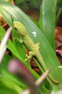 3 x NZ Großer Madagaskar Taggecko Phelsuma Grandis abzugeben