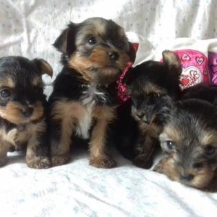 Yorkshire Terrier, Mini Welpen