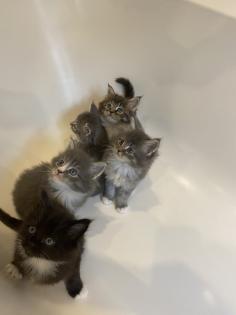 Bezaubernde Maine Coon Kitten