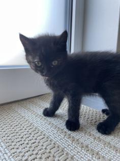 BKH Kitten Babykatzen