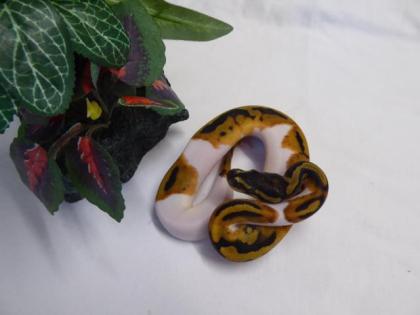 0. 1 - Piebald CB 2021