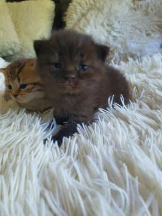 Süsse reinrassige Bkh Kitten