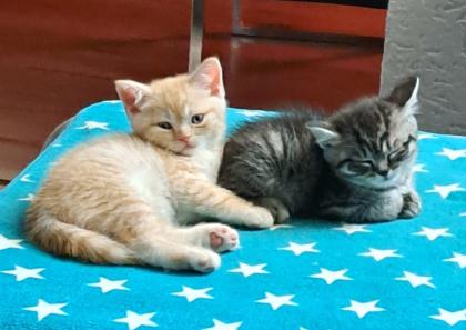 Bkh Red-tabby-kater, Black-silver-tabby-kater