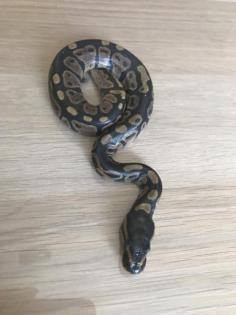 Granite Yellowbelly Enchi het Piebald 6 male