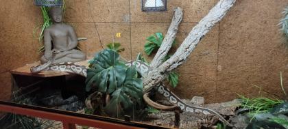 2 Köpy Mojave 1. 1 Inkl. Terrarium und zubehör