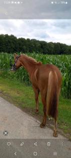 Deutsches Reitpony Stute