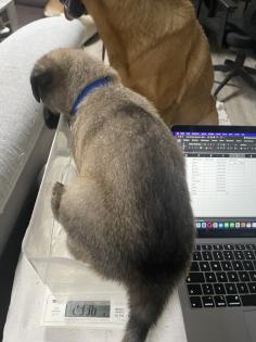 11 Süße Malinois Welpen suchen ein neues Zuhause