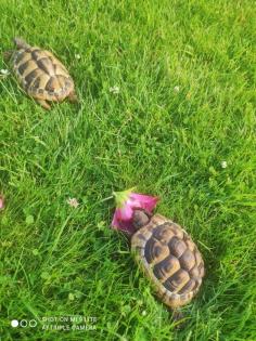 Griechische Landschildkröten / Testudo hermanni NZ von 2022