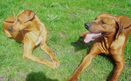 Rhodesian Ridgeback Welpen