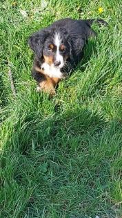 Berner Sennenhund Welpen