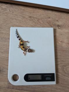 Leopardgeckos aus Rostock NZ 2024
