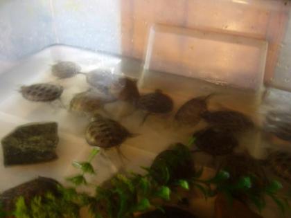 Europäische Sumpfschildkröten Emys orbicularis NZ 2021