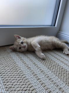 BKH Kitten Babykatzen
