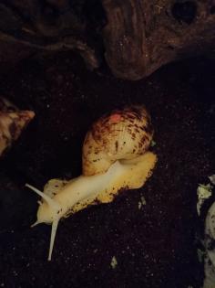 4 Achatschnecken Lisachatina Reticulata Jungtiere abzugeben