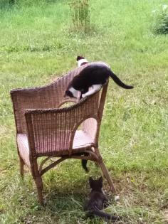 Süße junge Katzen in liebevolle Hände abzugeben