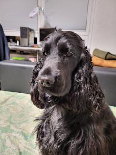 Suche Deckrüde English Cocker Spaniel