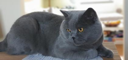 Wunderschöner BKH Deckkater mit Stammbaum