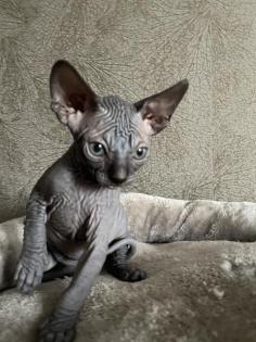 Kanadische Sphynx Katzenbabys