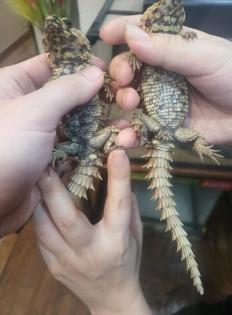 1. 1 Ouroborus Cataphractus