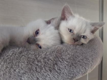 BKH Kitten Britisch Kurzhaar