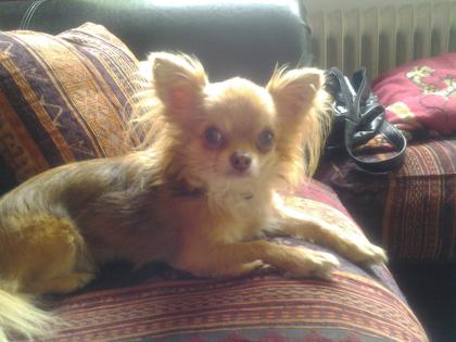 Schöner Chihuahua schoko tan