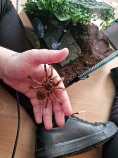 Vogelspinne mit terrarium abzugeben