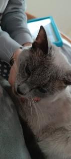 Siam Deckkater Blue Point Reinrassige