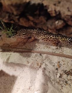 Zwei Weibchen Geckos