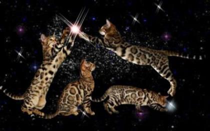 Atemberaubend schöne Bengal Kitten zur Zucht o. Pet