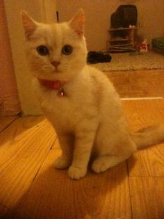 8 Monate alte süsse BKH Kater