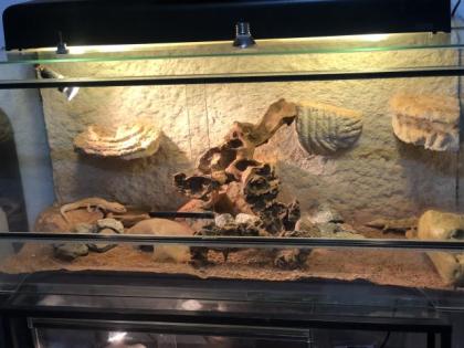 3 Geckos mit Terrarium zu verkaufen