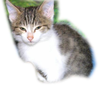 Katzenbaby, Katzenkinder, Kitten, Kätzchen ABGABE
