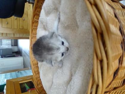 BKH Kitten o. P.
