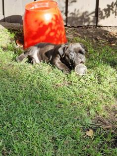 Französische Bulldogge Welpen mit Rute