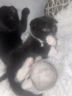 Scottish Fould kitten