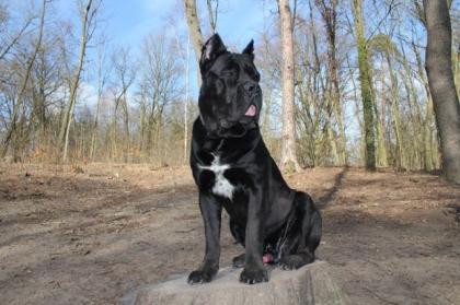 Wunderschöner Cane Corso Deckrüde Preis 450, - EUR