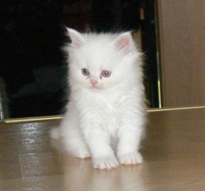 Außergewöhnliche seltene weiße BLH/ BKH Kitten abzugeben