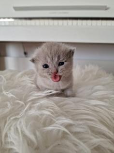 Reinrassige BKH Kitten mit Bernstein Augen in lilac