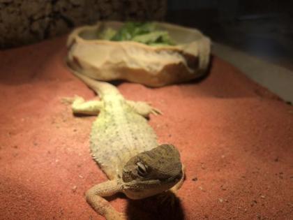 Bartagamenpärchen mit Terrarium und Zubehör