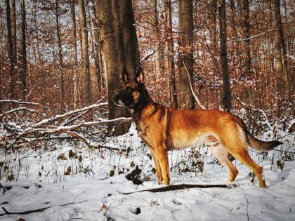 Malinois Welpen reinrassig mit Ahnentafel