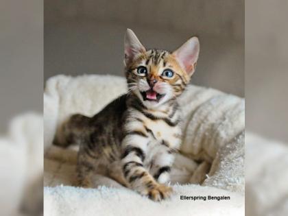 Bengal Kitten mit Stammbaum