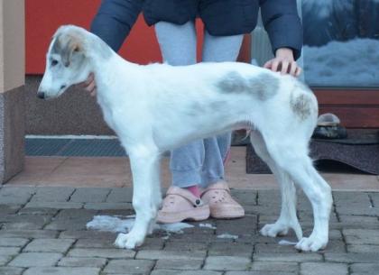 Barsoi Russischer Windhund Welpen mit Papiere