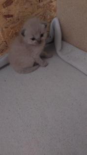 Reinrassige BKH kitten