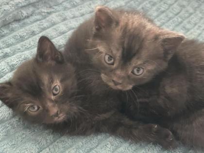 Wunderschöne Babykatzen/Kitten