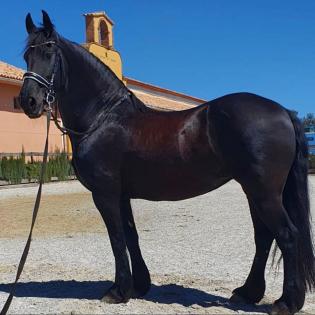 Sie ist eine 8 Jahre alte STER Stute, groß ca. 170 cm