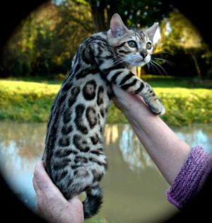 Wunderschöne rossetted Bengal Babies suchen ein neues zu Hause