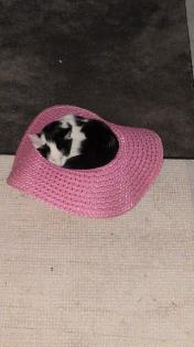 Katerchen Felix sucht Dringend
