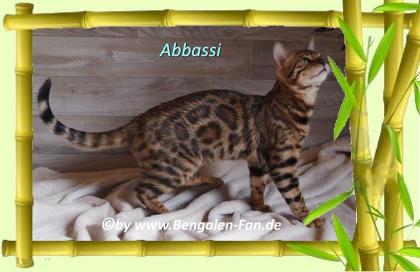 Bengal Kater Abbassi immer gut gelaunt, fröhlich und lieb