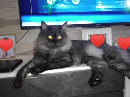 Deckkater MaiCoon Perser Mischling