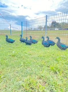 Cayuga Enten